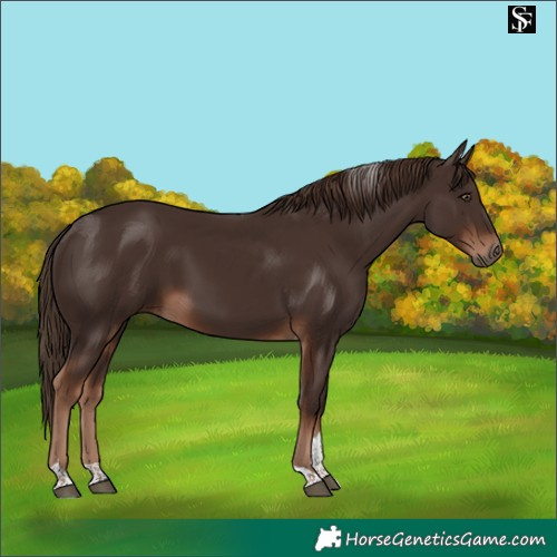 Horse Color:Liver Chestnut Tobiano 