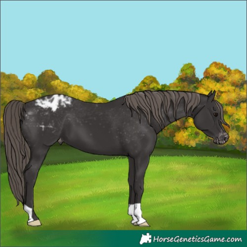 Horse Color:Smoky Black Blanket 