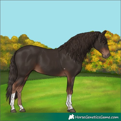 Horse Color:Liver Chestnut Tobiano 