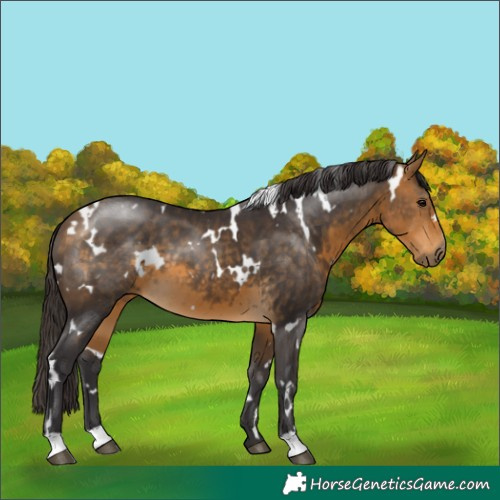 Horse Color:White Spotted Buckskin