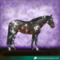 Horse Color:White Spotted Brown