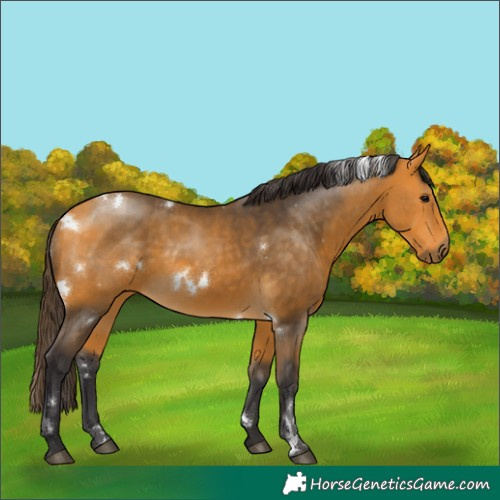 Horse Color:White Spotted Buckskin Rabicano 