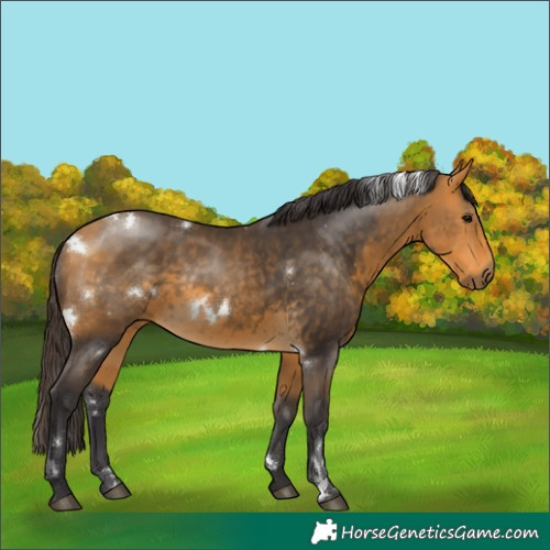 Horse Color:White Spotted Buckskin Rabicano 