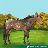 Horse Color:White Spotted Buckskin Rabicano