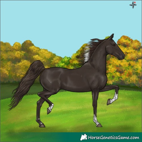 Horse Color:Liver Chestnut Tobiano