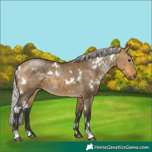 Horse Color:White Spotted Silver Buckskin Dun 