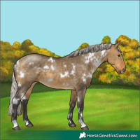 Horse Color:White Spotted Silver Buckskin Dun 