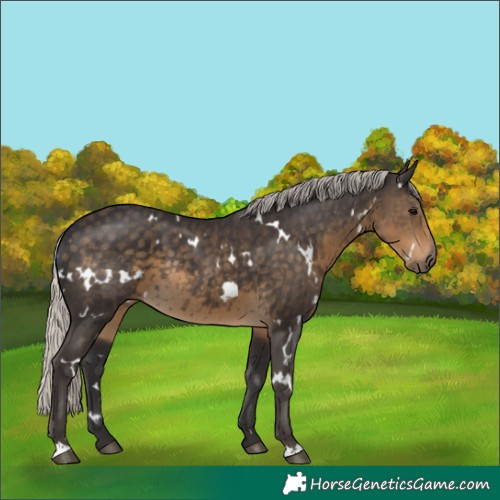 Horse Color:White Spotted Silver Smoky Black Rabicano 