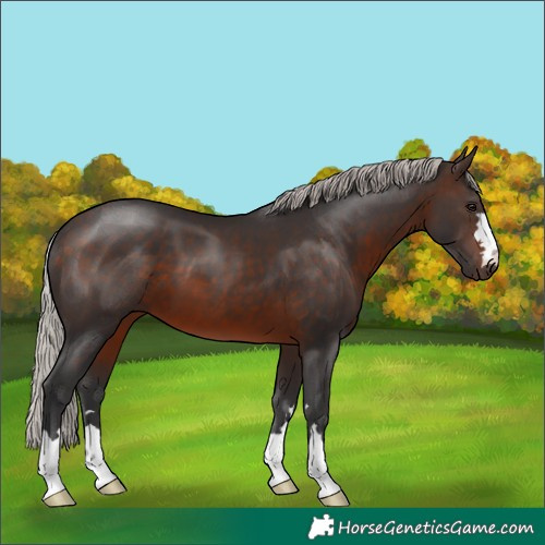 Horse Color:Silver Brown 