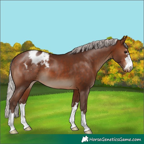 Horse Color:Silver Brown Appaloosa 