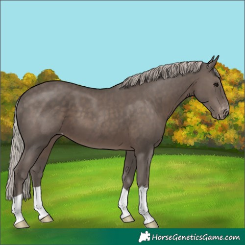 Horse Color:Silver Black Appaloosa