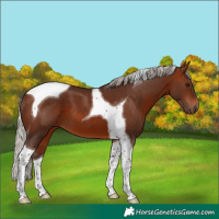 Horse Color:Silver Brown Tobiano 