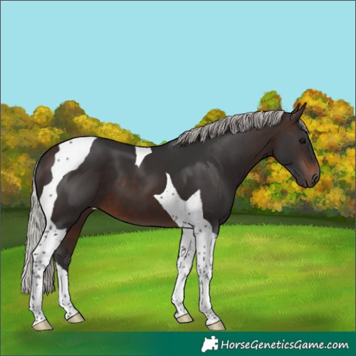 Horse Color:Silver Brown Tobiano 