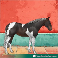 Horse Color:Silver Brown Tobiano