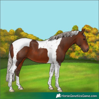 Horse Color:Silver Brown Tobiano 