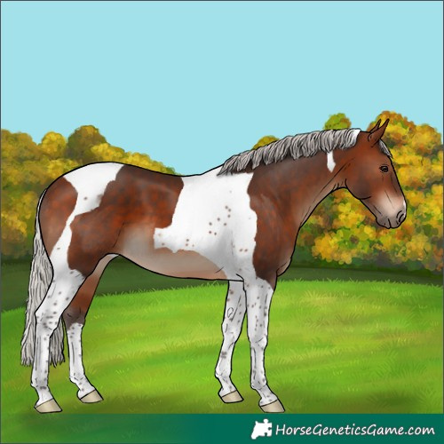 Horse Color:Silver Brown Tobiano 