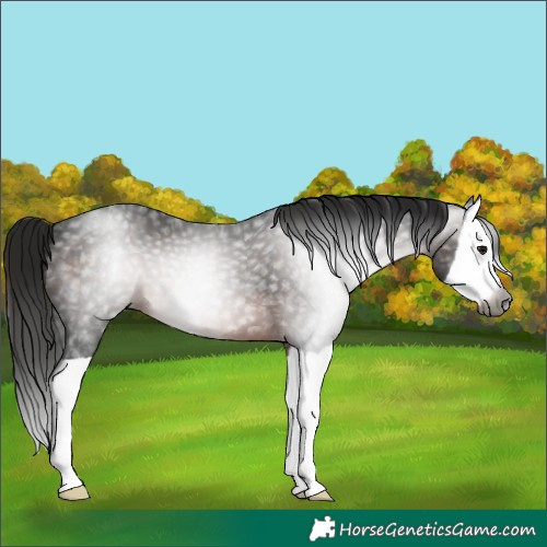 Horse Color:Gray Brown Splash Varnish 