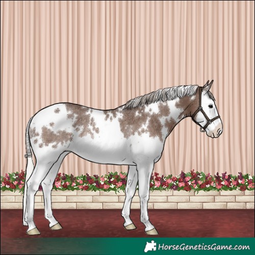 Horse Color:White Spotted Silver Black Splash Rabicano