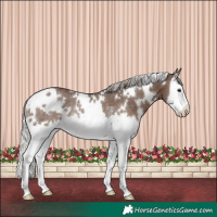 Horse Color:White Spotted Silver Black Splash Rabicano 
