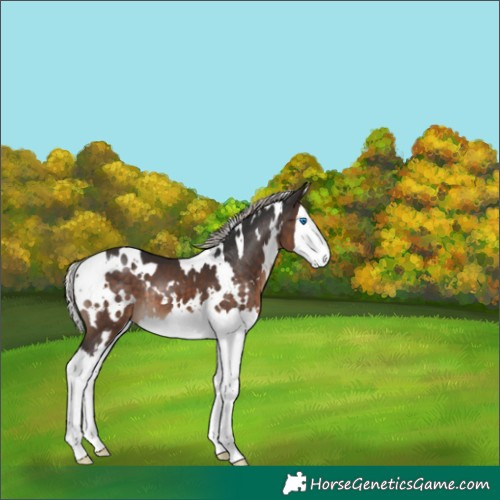 Horse Color:White Spotted Silver Brown Splash