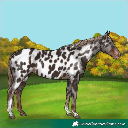 Horse Color:Unknown 