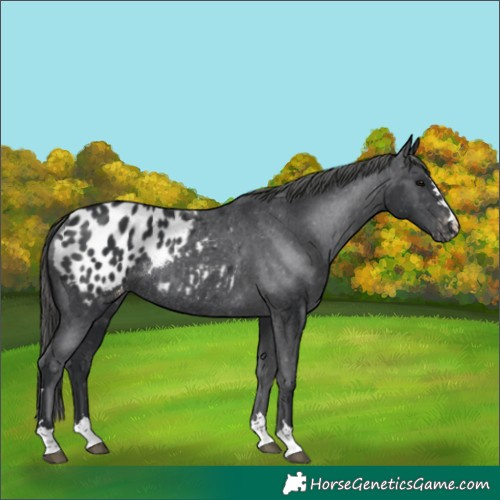 Horse Color:Unknown 