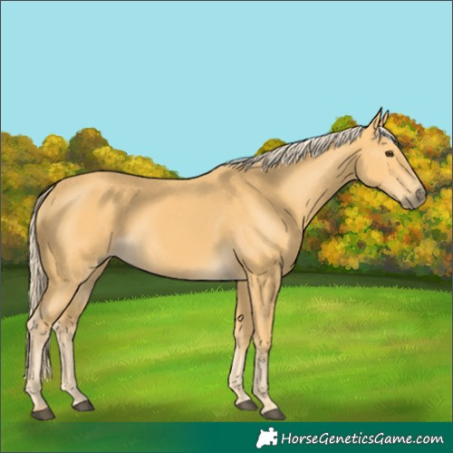 Horse Color:Unknown 