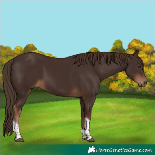 Horse Color:Liver Chestnut Tobiano 