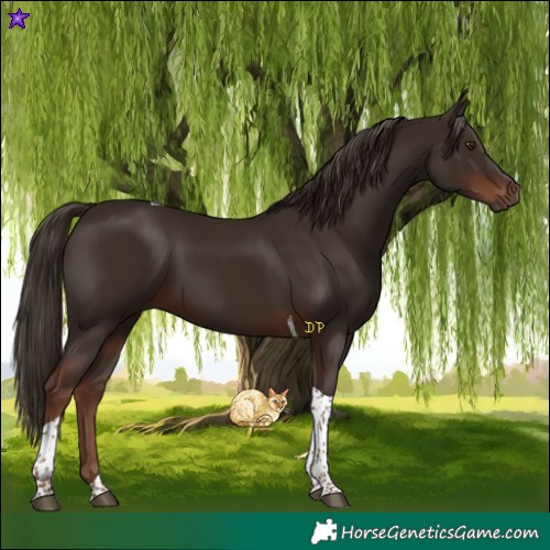 Horse Color:Liver Chestnut Tobiano 
