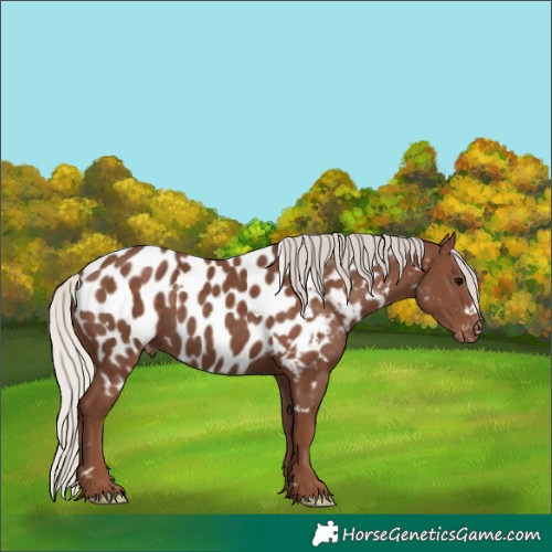 Horse Color:White Spotted Silver Black Appaloosa