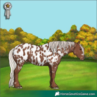Horse Color:White Spotted Silver Black Near Leopard 
