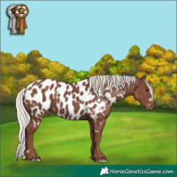 Horse Color:White Spotted Silver Black Near Leopard 