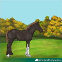 Horse Color:Liver Chestnut Tobiano 