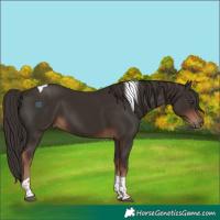 Horse Color:Liver Chestnut Tobiano