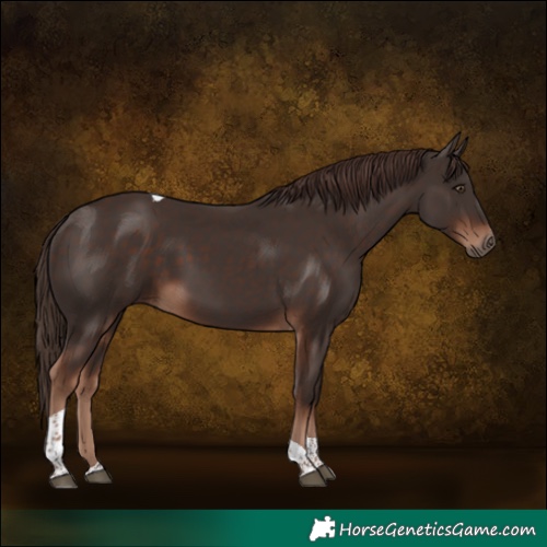 Horse Color:Liver Chestnut Tobiano 