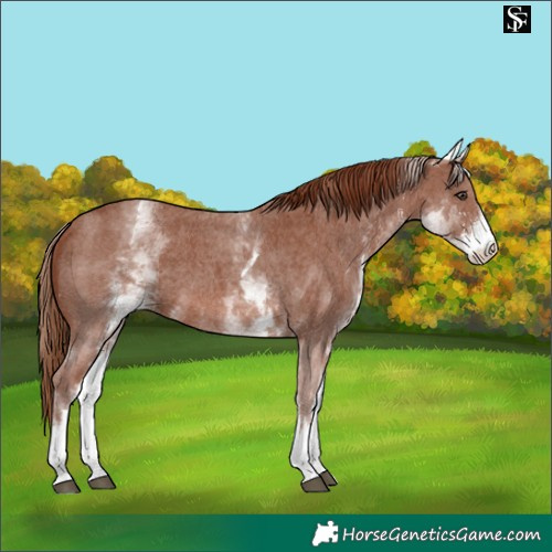 Horse Color:White Spotted Chestnut Sabino 