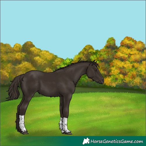 Horse Color:Liver Chestnut Tobiano 