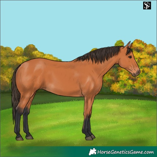 Horse Color:Bay 