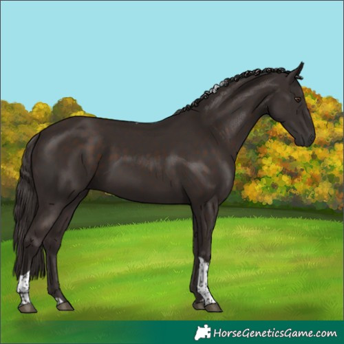 Horse Color:Liver Chestnut Tobiano