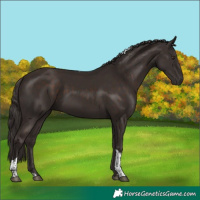Horse Color:Liver Chestnut Tobiano 