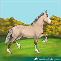Horse Color:Silver Bay Dun