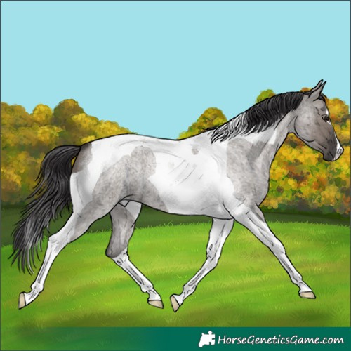 Horse Color:Smoky Grullo Roan Tobiano Brindle 