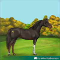 Horse Color:Liver Chestnut Tobiano