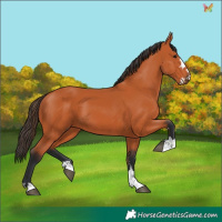 Horse Color:Bay 