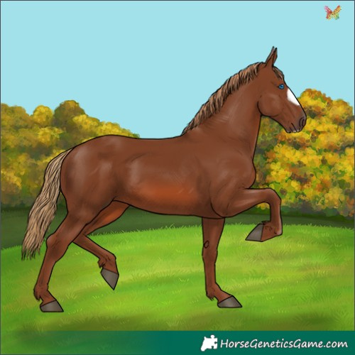 Horse Color:Chestnut Frame 