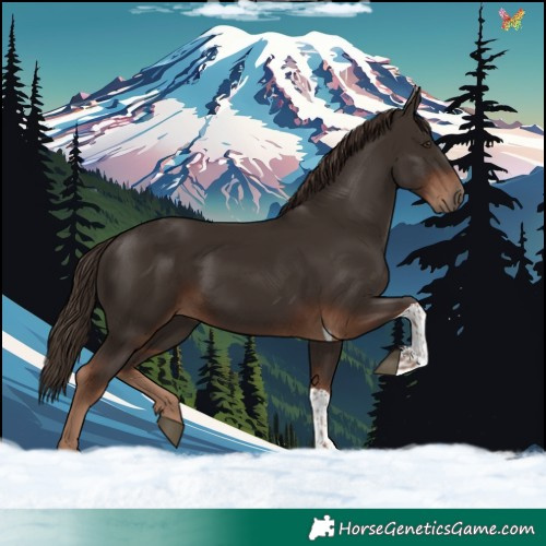 Horse Color:Liver Chestnut Tobiano