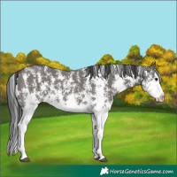 Horse Color:Unknown 