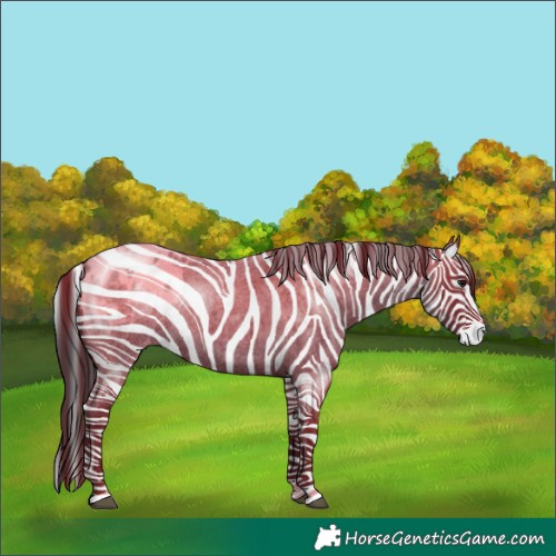 Horse Color:Blue Roan Appaloosa 