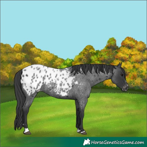 Horse Color:Blue Roan Appaloosa 