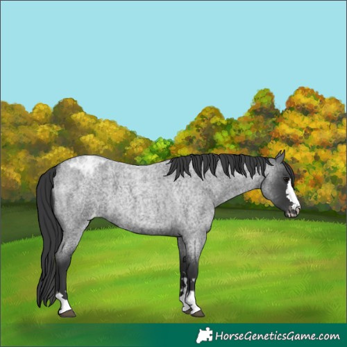 Horse Color:Blue Roan Appaloosa 